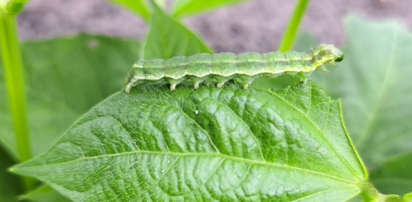 ACOMPLI : le nouveau programme de l’interprofession des légumes en conserve et surgelés pour protéger les cultures spécialisées