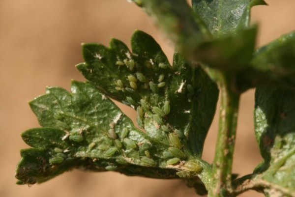 Mobilisation pour la gestion des pucerons : la filière des légumes transformés lance un plan d’action